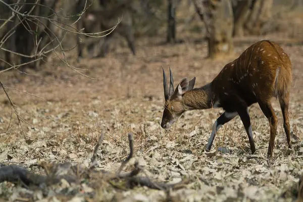 vahşi Kızıl geyik