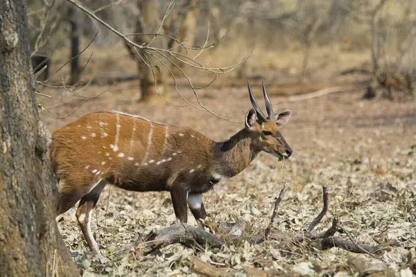 Erkek geyik (cervus elelaphus) parkta doğal yaşam alanındadır.