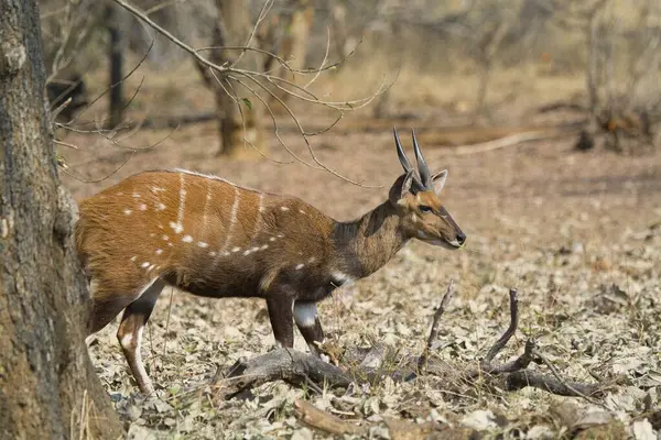 Erkek geyik doğada yaşar.
