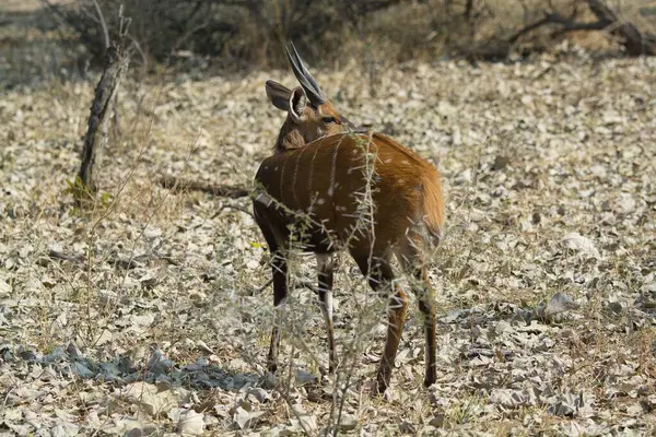 Kenya bozkırında bir erkek ceylan (ceylan ruelle ceylanı)