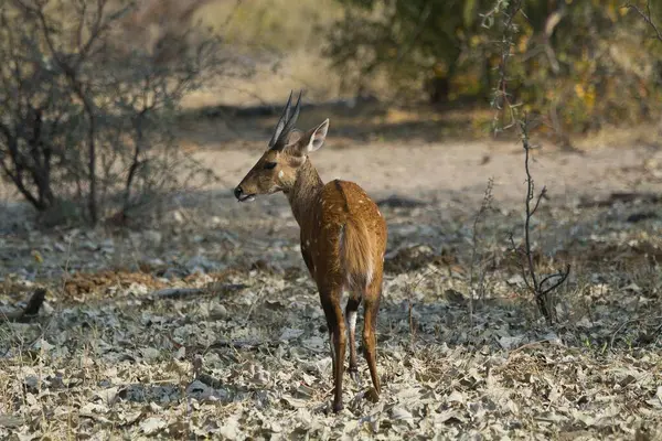 Savanadaki genç bir antilobun güzel bir görüntüsü.