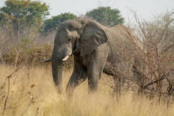 Afrika 'nın savanasında yürüyen Afrika fili