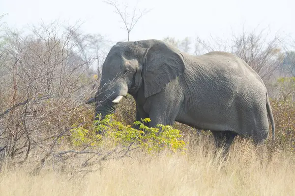 Afrika bozkırında büyük bir fil.