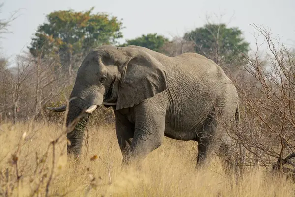 Büyük fil (loxodonta africana) Chobe Ulusal Parkı, Botswana, Afrika.
