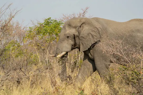 Kenya savanındaki fil
