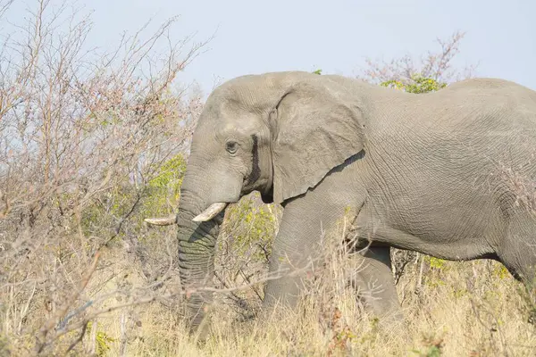 Afrika fili (Loxodonta africana) Kruger Ulusal Parkı, Güney Afrika.