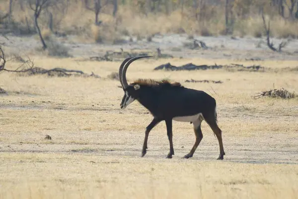 Savanadaki büyük siyah bir antilop.