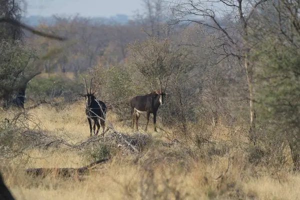 Afrika savanasındaki savanada bir grup at.