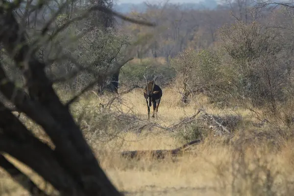 Afrika bozkırlarında vahşi bir hayvan sürüsü.