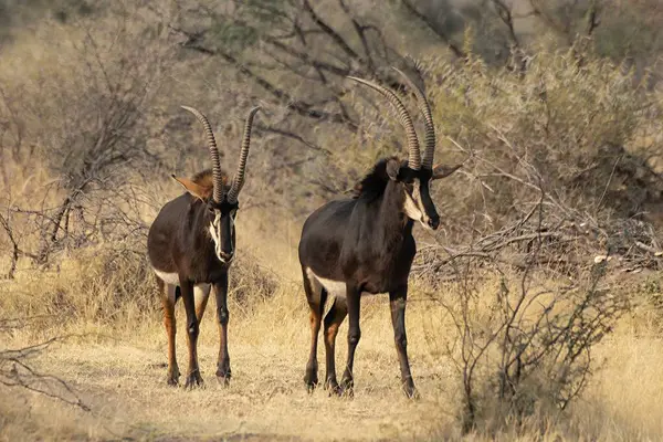 Genç bir erkek ve dişi antilobun savanadaki güzel bir görüntüsü.