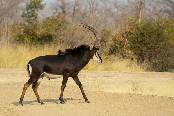 Afrika 'nın güney savanasında siyah antilop (tabechaes tabeetus).
