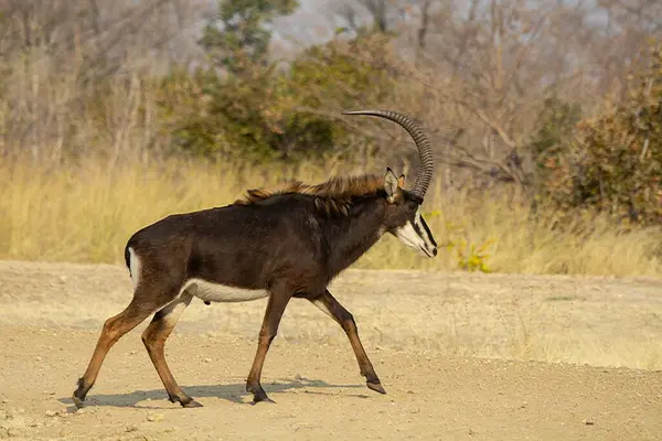 Erkek antoplar sabah güneşinde parkta
