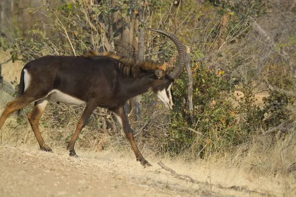 Kuru otların arasında erkek kudu.
