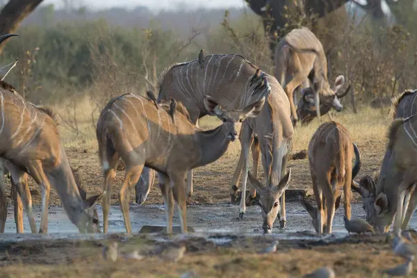 Savanadaki bir grup vahşi kuopes