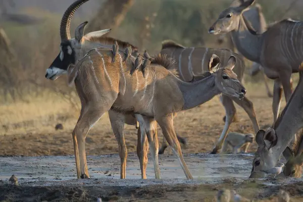 Afrika antilobu, Kruger Ulusal Parkı, Güney Afrika
