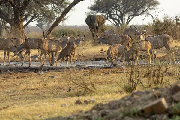 Afrikalı akvaryum sürüsü Afrika ailesinin bozkırında yürüyor.