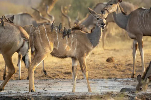 Güney Afrika 'daki Kruger Ulusal Parkı' nda içme suyu içen dişi bir Kudu (du streta aphus)..