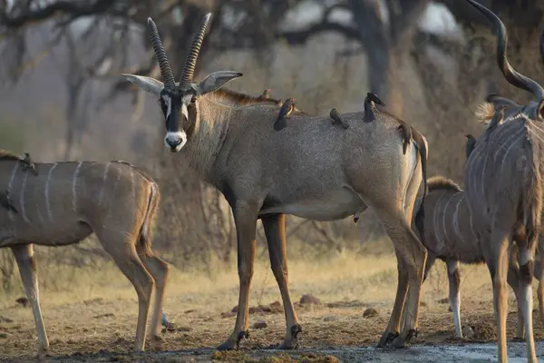 Afrika dışkısı - zebra, ceraepaphus, cerrupita, kuru zeminde yürüyen erkek ve dişi. kruger Ulusal Parkı