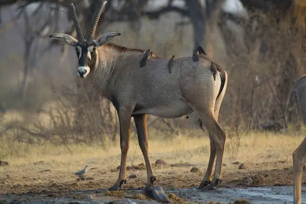 Bir erkek ve dişi ceylan ormanın ortasında yerde duruyor..