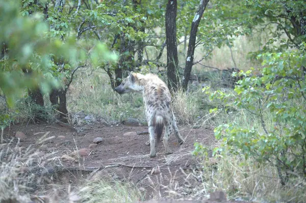 Vahşi Afrikalı vahşi hayvanlar, doğa, hayvan ve hayvan