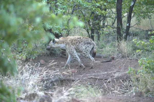 Vahşi doğada genç bir erkeğin yakın çekimi.