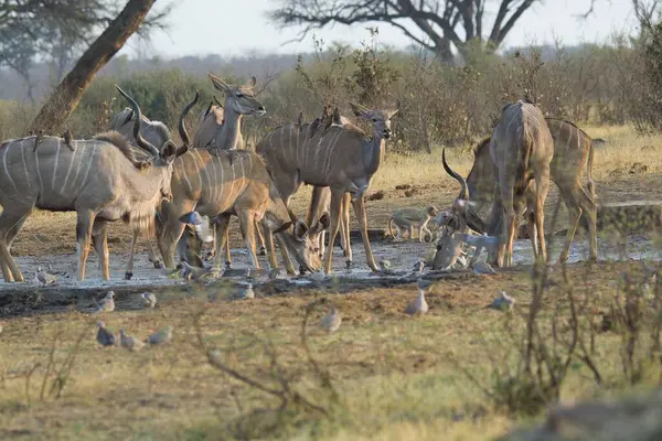 Savanadaki bir grup vahşi hayvan.