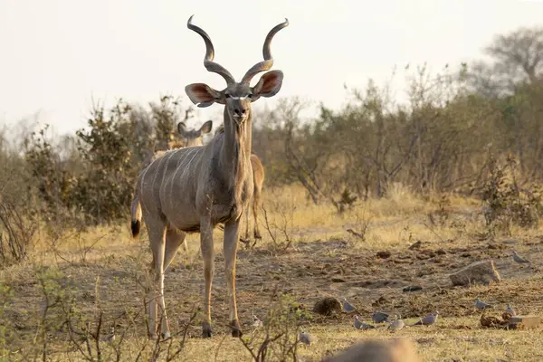 Arka planda uzun boynuzları olan güzel bir erkek ceylan resmi.
