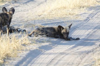 Kara köpek ve köpek ormanda..