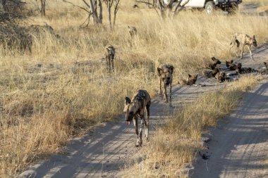 Vahşi köpekler savanada yürüyor.