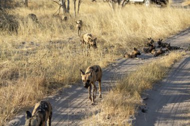 Savanadaki bir grup sırtlan.