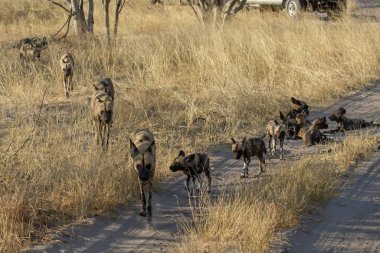 Güneşli bir sabahta bir grup vahşi köpek kuru çimlerde yürüyor..