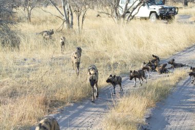 Savanadaki bir grup köpek