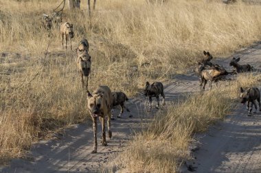 Parktaki bir grup vahşi hayvan.