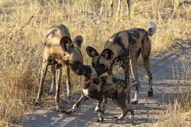 savana vahşi hayvanlar