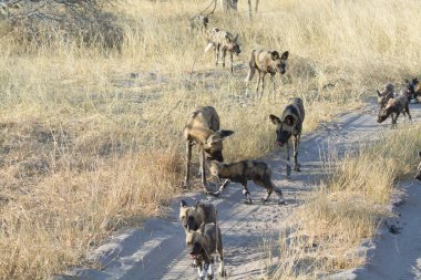 Savanada koşan bir grup vahşi köpek.