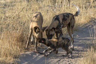 Ormandaki vahşi köpek