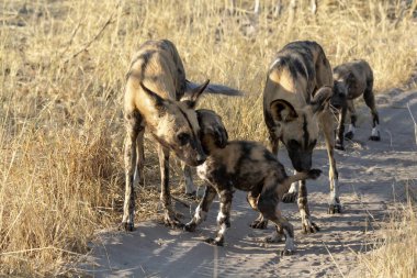 Ormandaki bir grup vahşi hayvan.