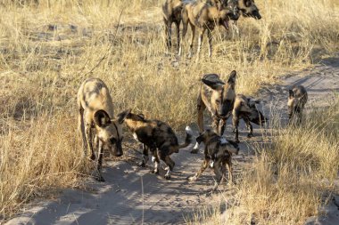 Namibya çölünde siyah köpekler, Afrika