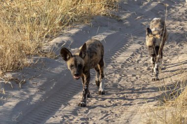 Kum tepelerinde yürüyen köpekler