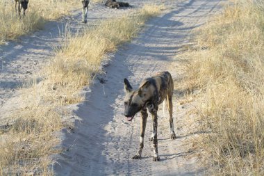 Kumda yürüyen siyah bir köpeğin yakın çekimi.