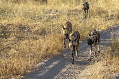 Parktaki vahşi hayvanlar