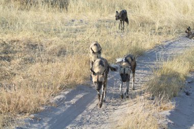 Vahşi köpekler yol boyunca yürür