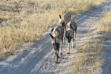 Kuzey Namibya 'da çölde çölde vahşi bir köpek.