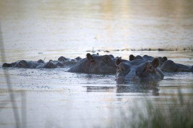 Suda bir grup vahşi çömlek