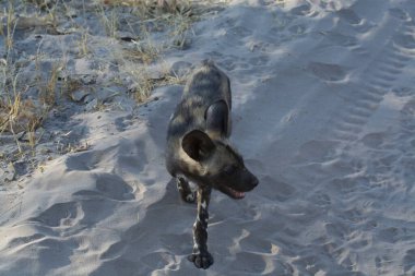 Siyah bir köpek kumsalda yürüyor.