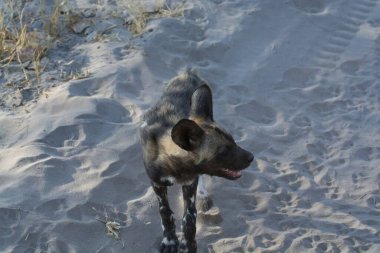 Köpek sahilde yürüyor.