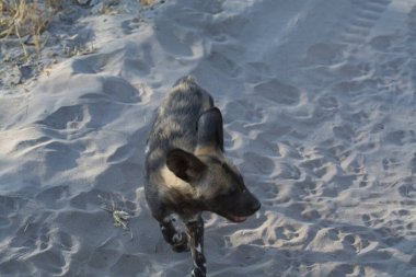 kum üstünde köpek