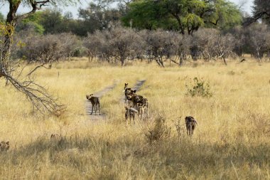 Afrika bozkırlarında bir grup hayvan.