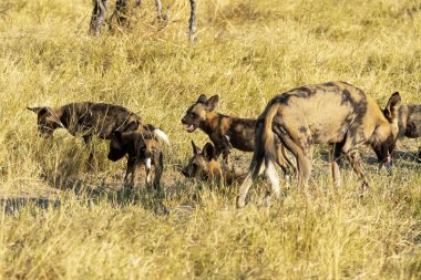 Afrika ormanında vahşi köpekler