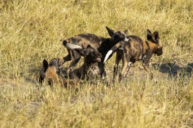 Köpekli köpek çimlerde